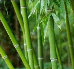 bambu-dell