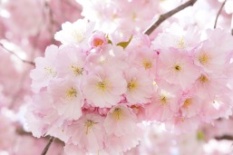 japanese-cherry-trees-724289_960_720